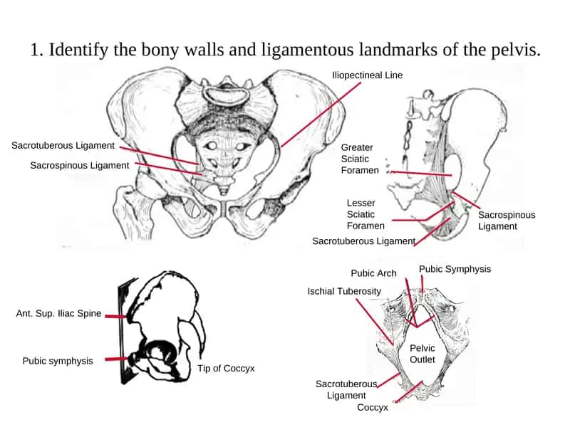 Pelvic Anatomy