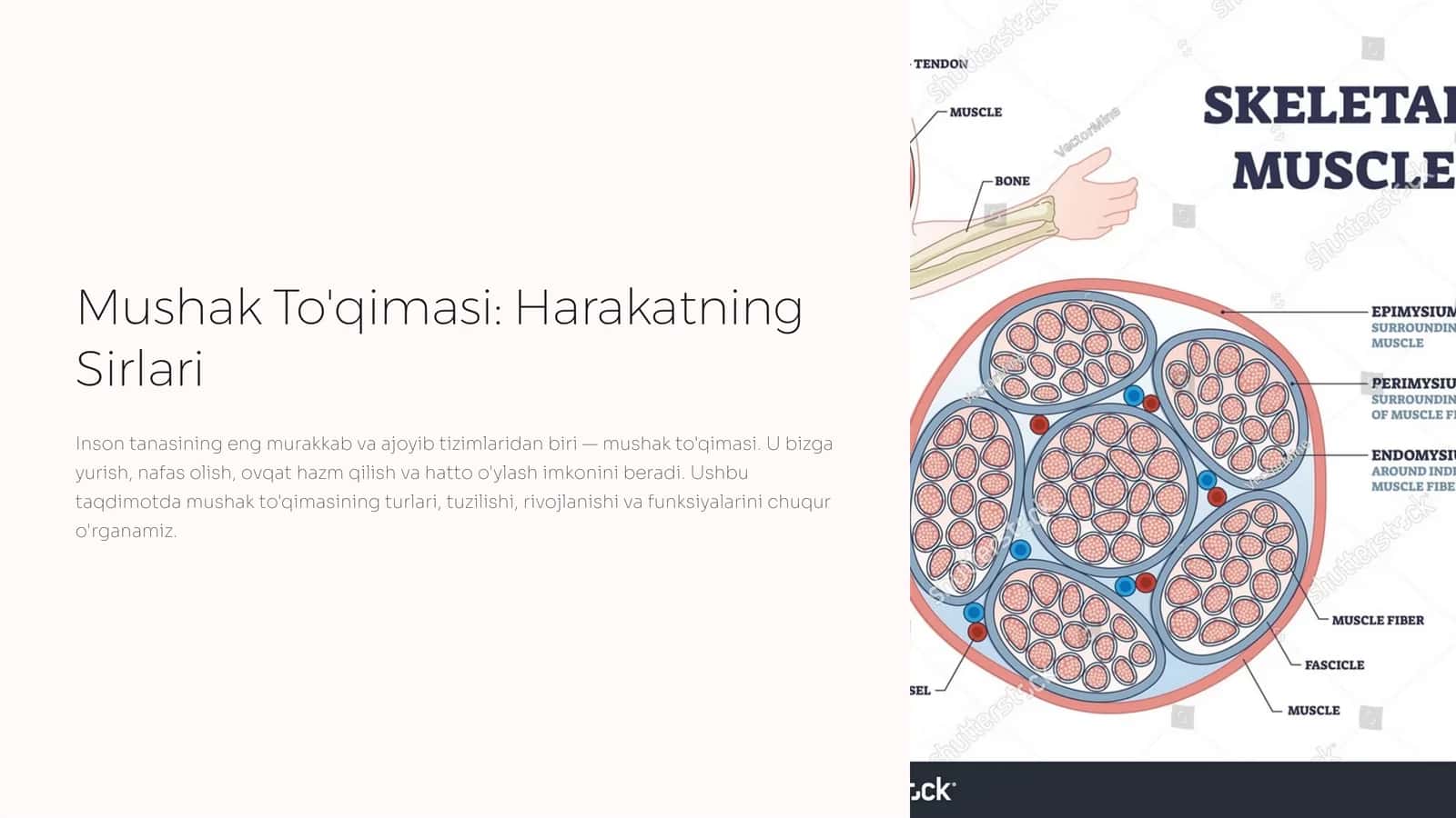 Mushak To'qimasi: Harakatning Sirlari