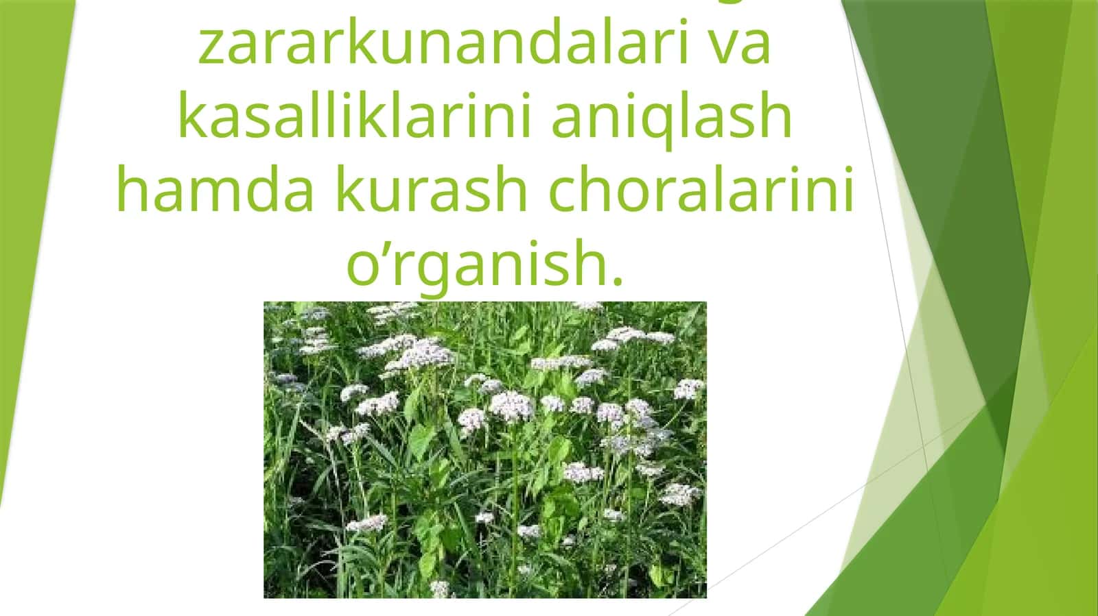 Asarun o’simligi zararkunandalari va kasalliklarini aniqlash