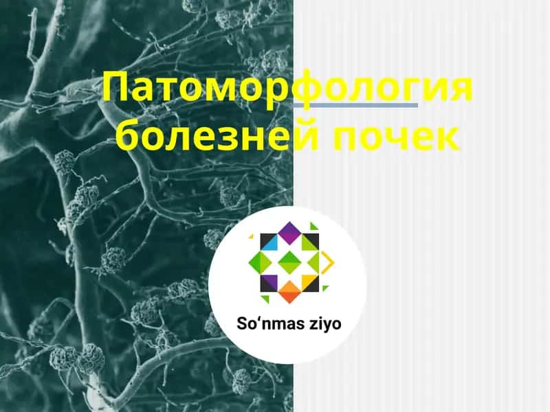 Патоморфология болезней почек