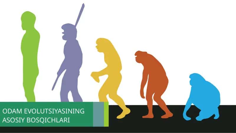 Odam Evolutsiyasining Asosiy Bosqichlari