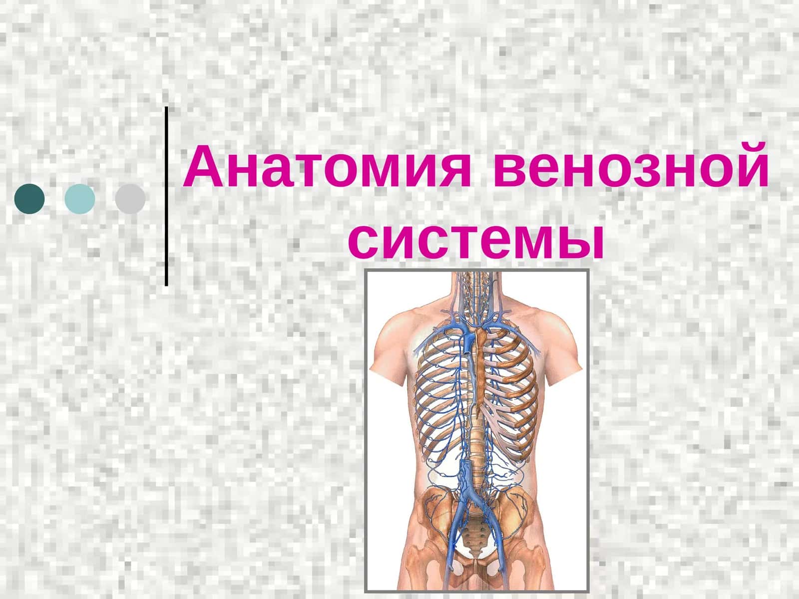 Анатомия венозной системы