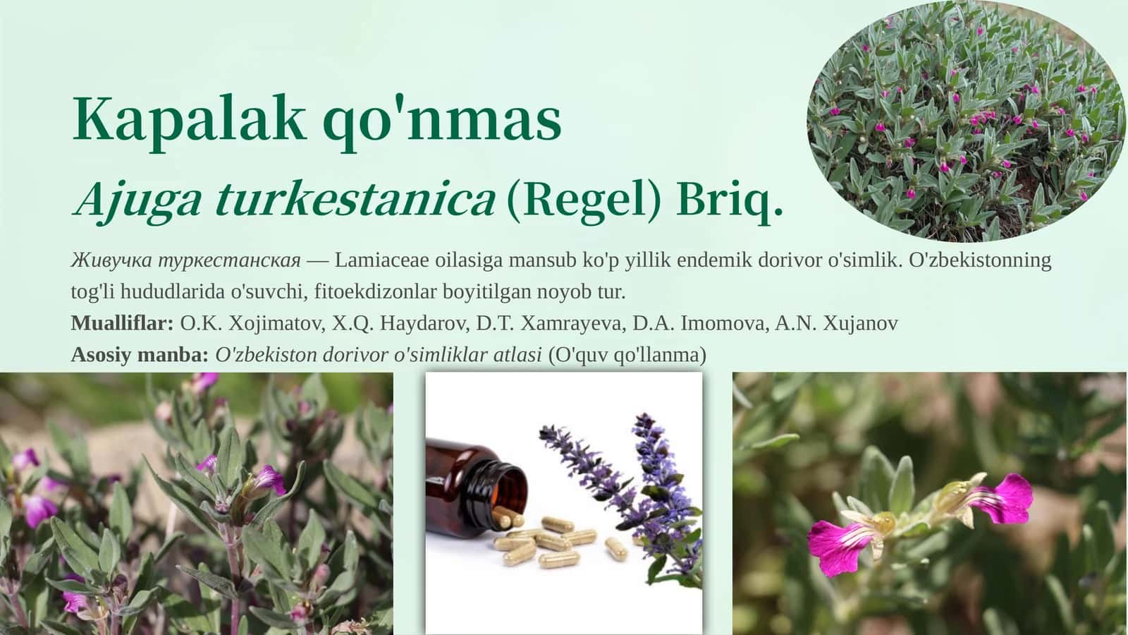 Ajuga turkestanica(Regel) Briq