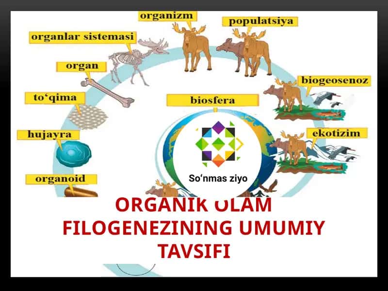 Organik olam filogenezining umumiy tavsifi