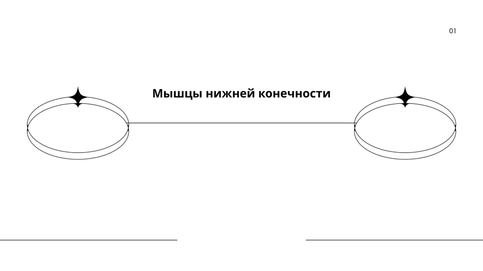 Мышцы нижней конечности