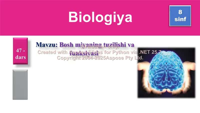 Bosh miyaning tuzilishi va funksiyasi