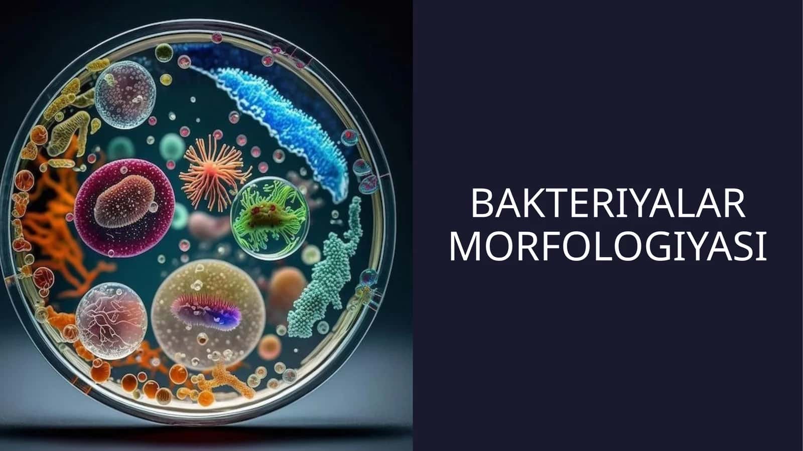 Bakteriyalar morfologiyasi (taqdimot)