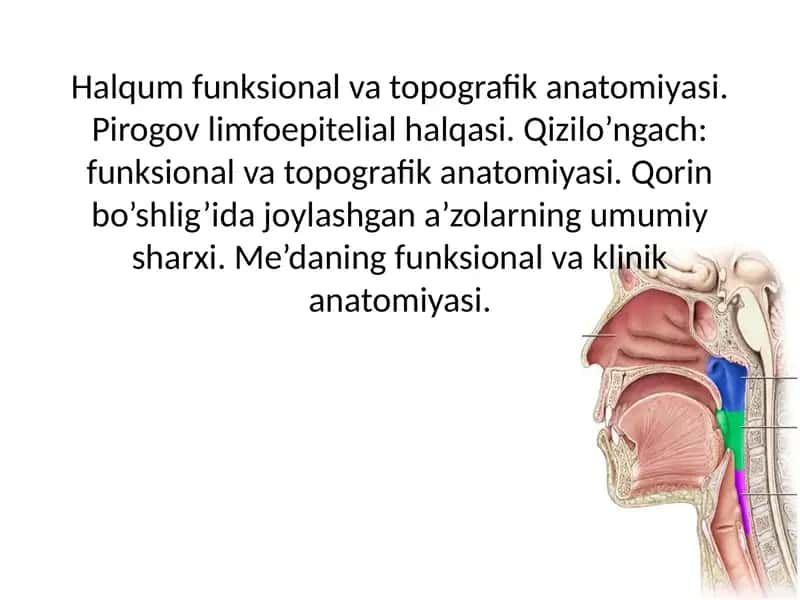 Halqum funksional va topografik anatomiyasi. Pirogov limfoepitelial halqasi. Qizilo’ngach: funksional va topografik anatomiyasi. Qorin bo’shlig’ida joylashgan a’zolarning umumiy sharxi. Me’daning funksional va klinik anatomiyasi.