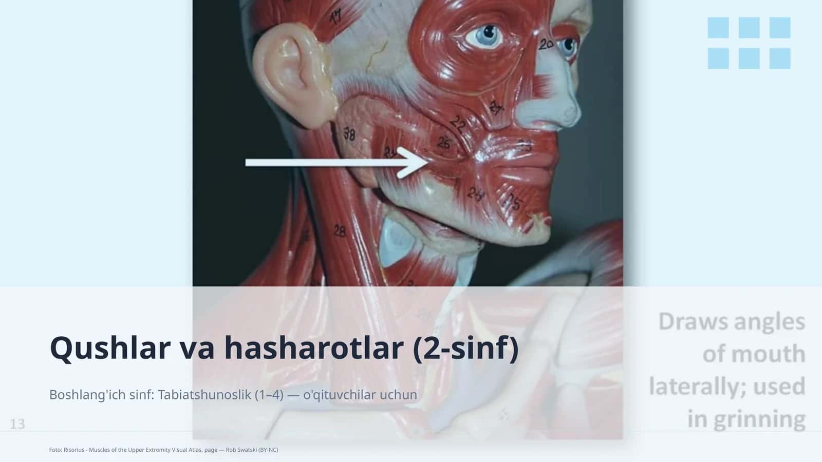Qushlar va hasharotlar (2-sinf)
