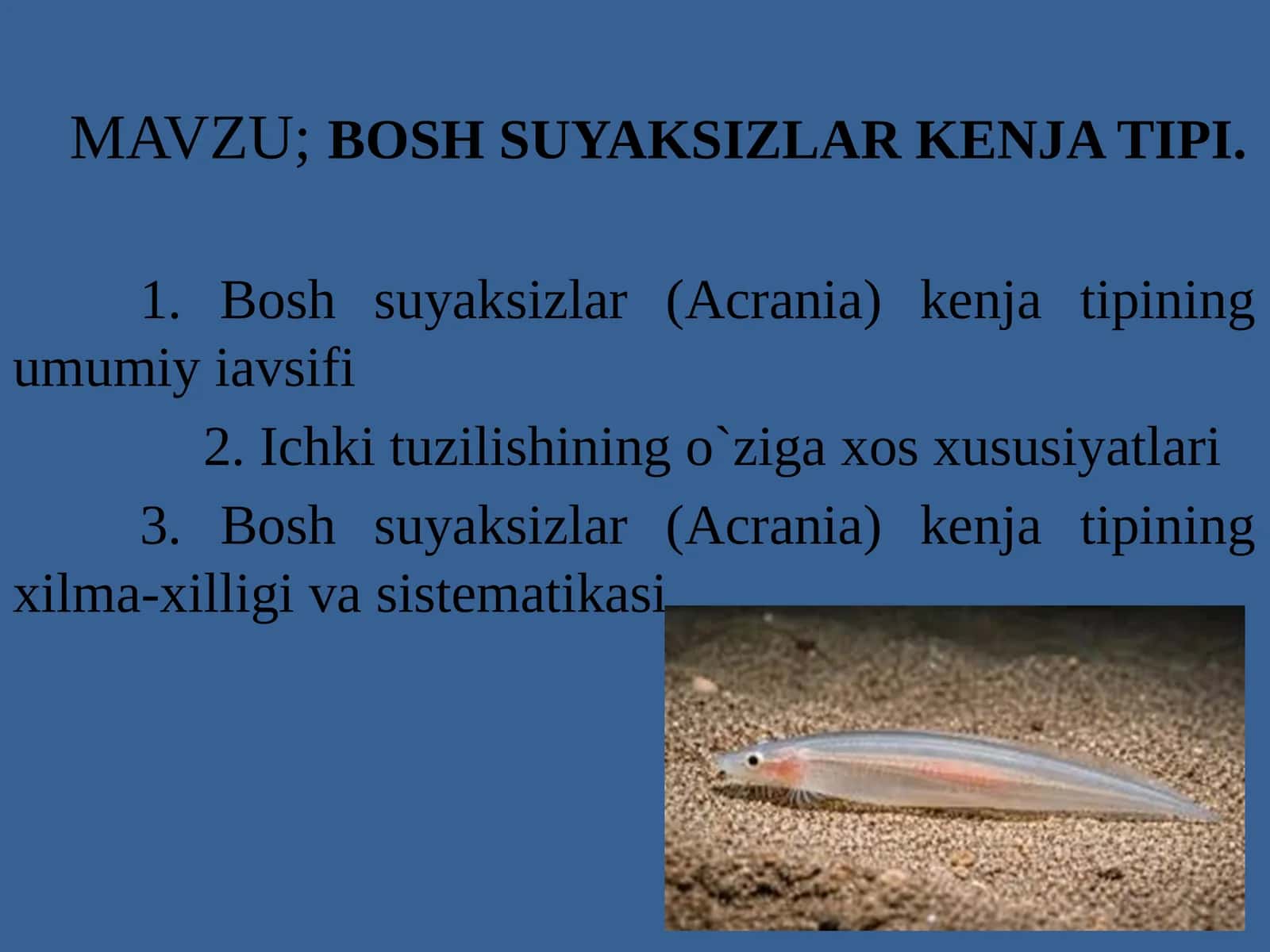 Bosh suyaksizlar (Acrania) kenja tipi