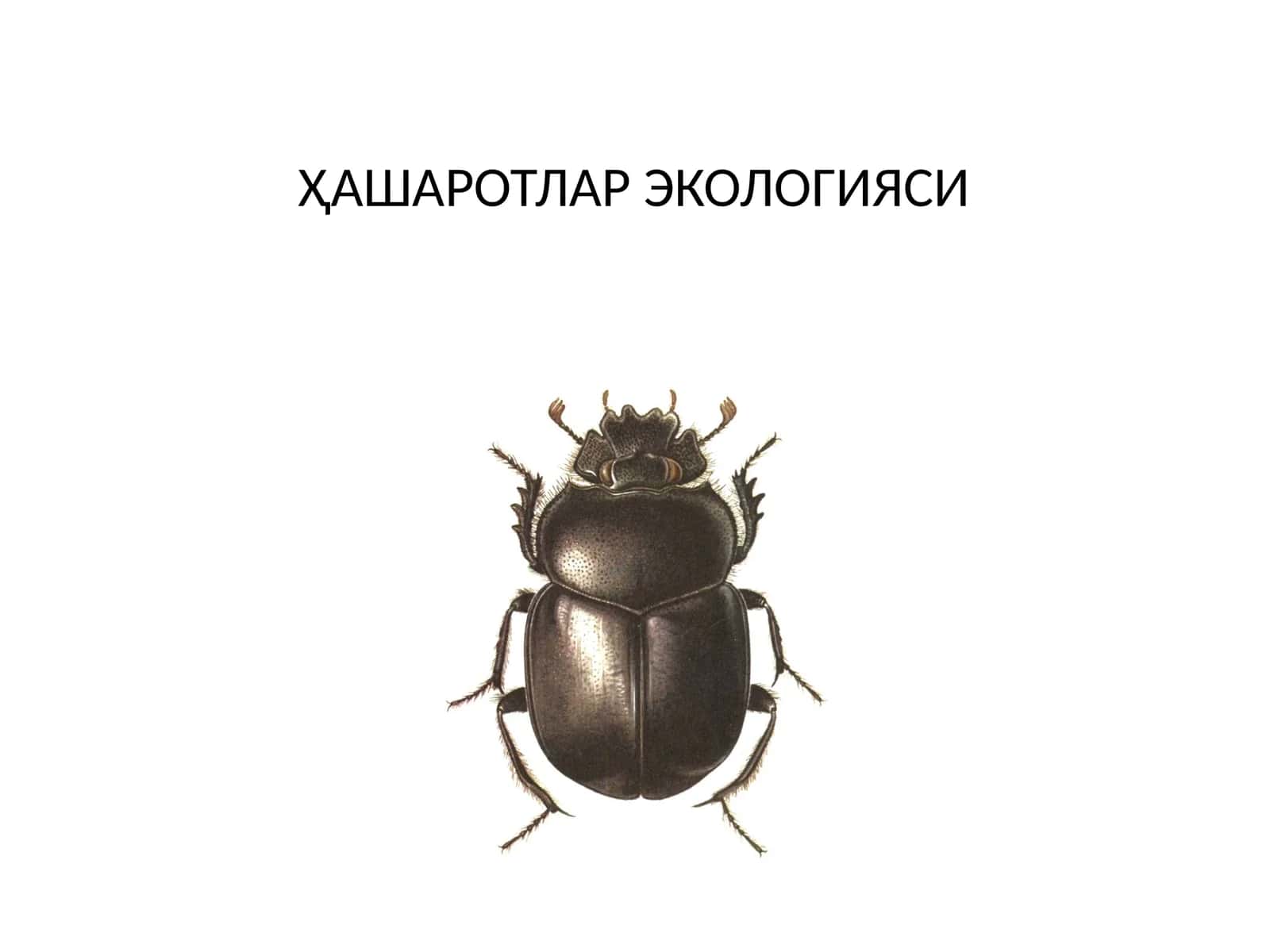 ХАШАРОТЛАР ЭКОЛОГИЯСИ