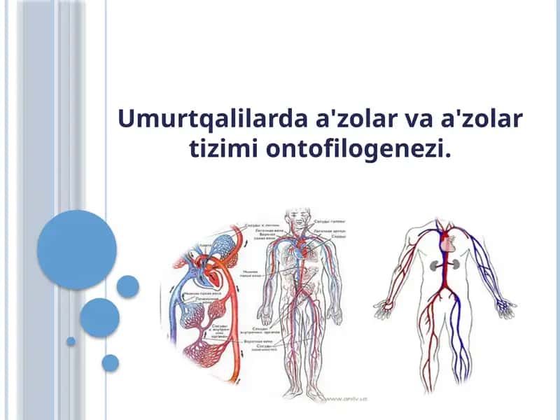 Umurtqalilardaa'zolarvaa'zolartizimiontofilogenezi