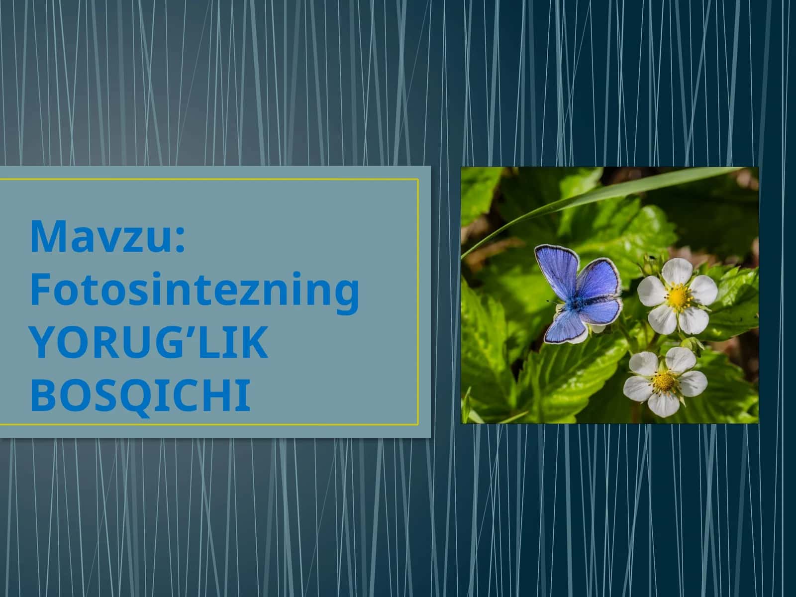 Fotosintezning yorug'lik bosqichi