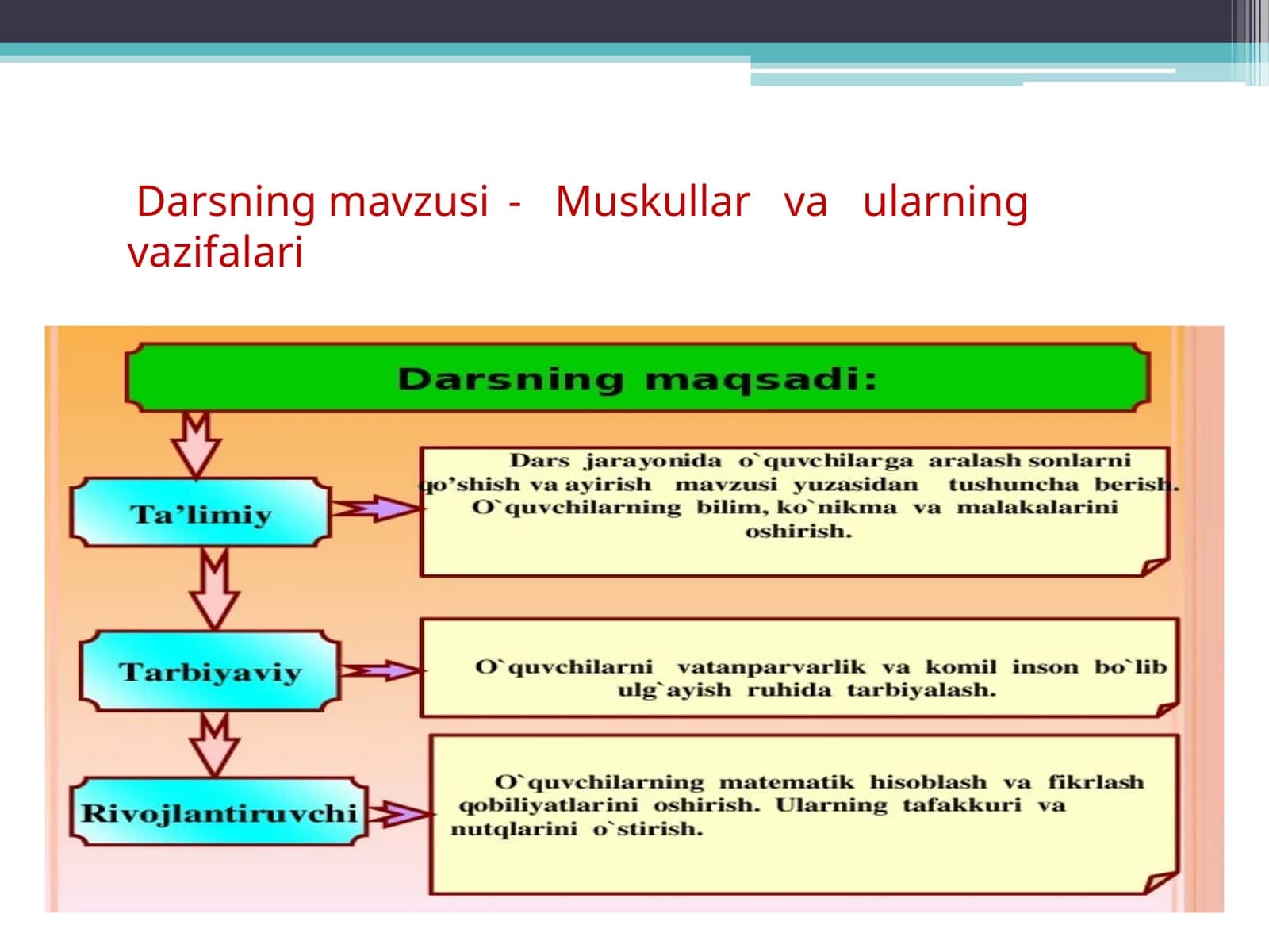 Muskullarva ularning vazifalari