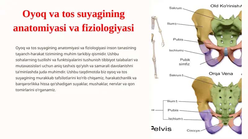Oyoq va tos suyagining anatomiyasi va fiziologiyasi