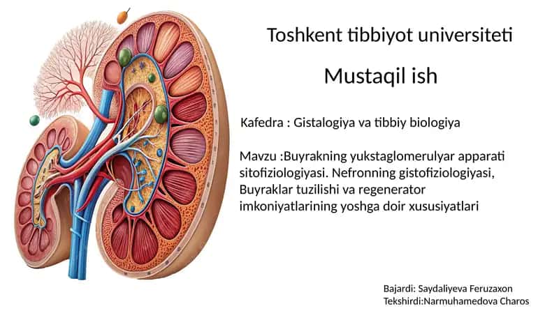 Buyrakning tuzilishi