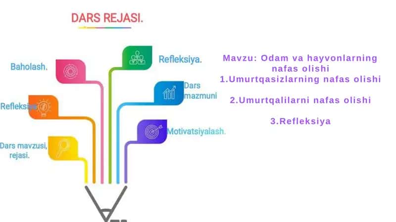 Odamvahayvonlarining nafas olishi