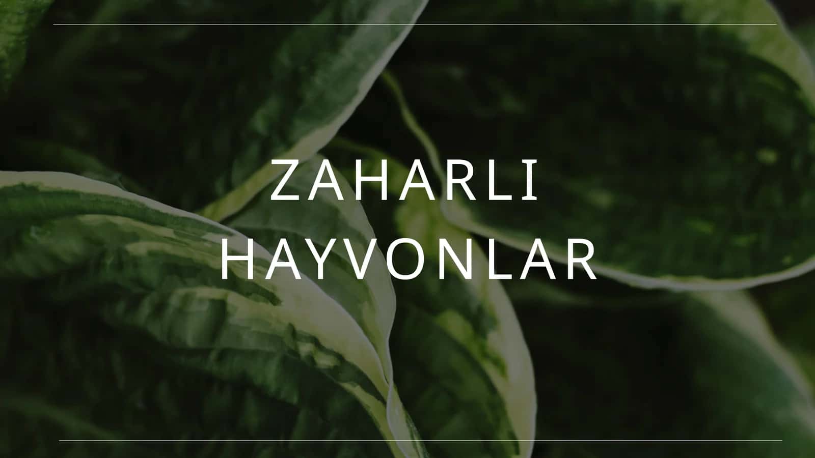 zaharli hayvonlar