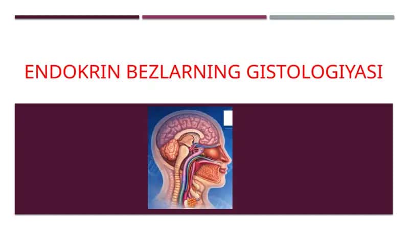 Endokrin bezlarning gistologiyasi