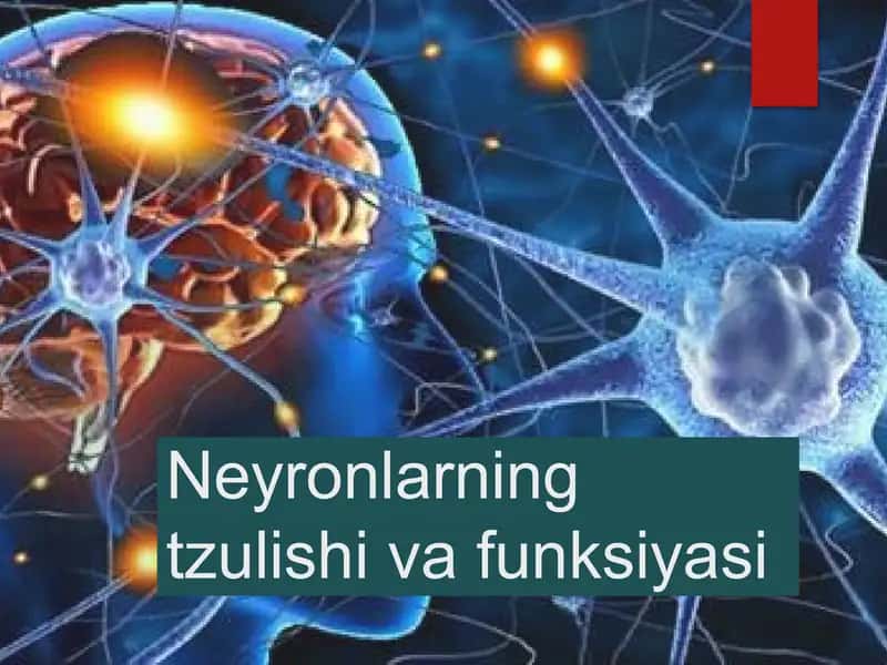 Neyronlarning tzulishi va funksiyasi