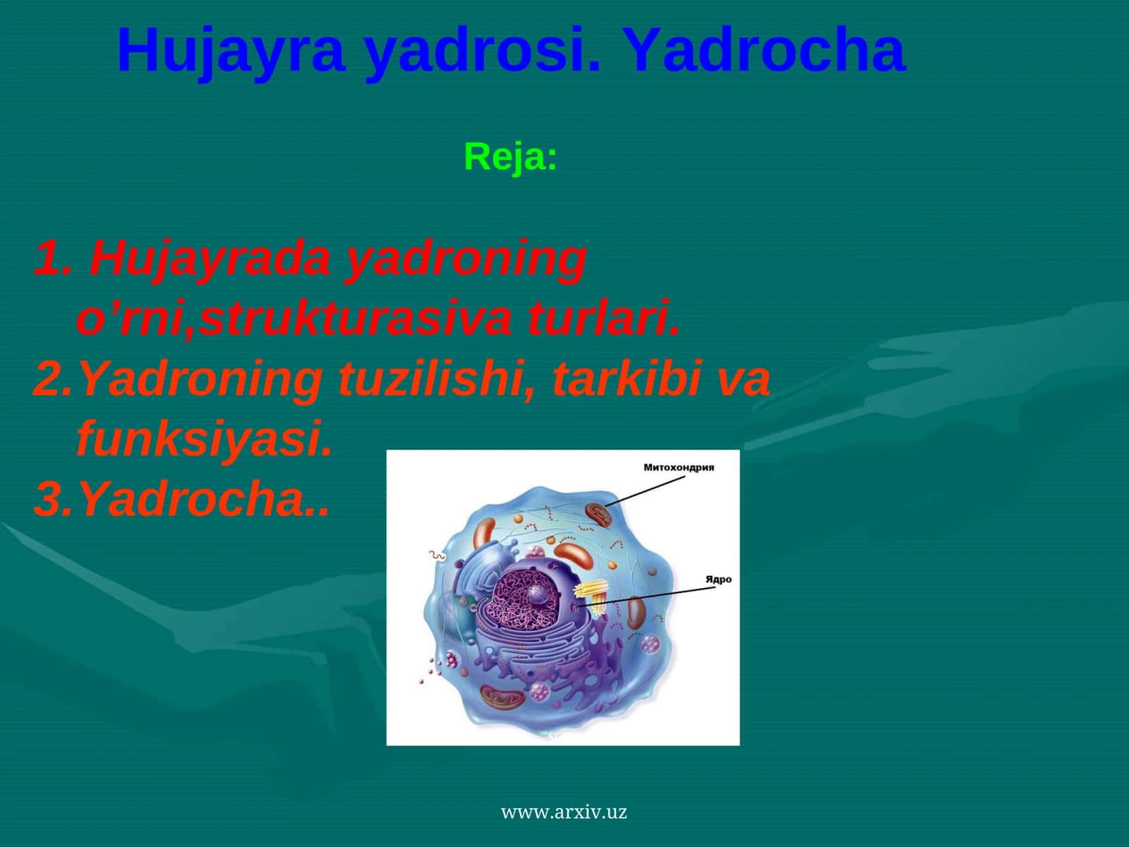 Hujayra yadrosi. Yadrocha