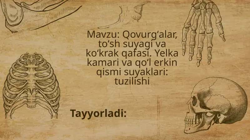 Qovurg'a, to'sh suyagi va ko'krak qafasi