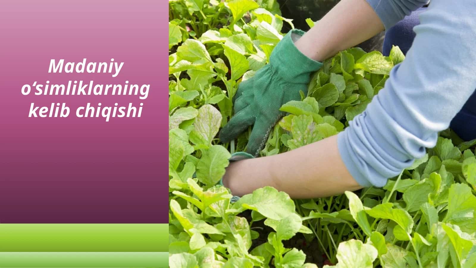 Madaniyo‘simliklarningkelibchiqishi