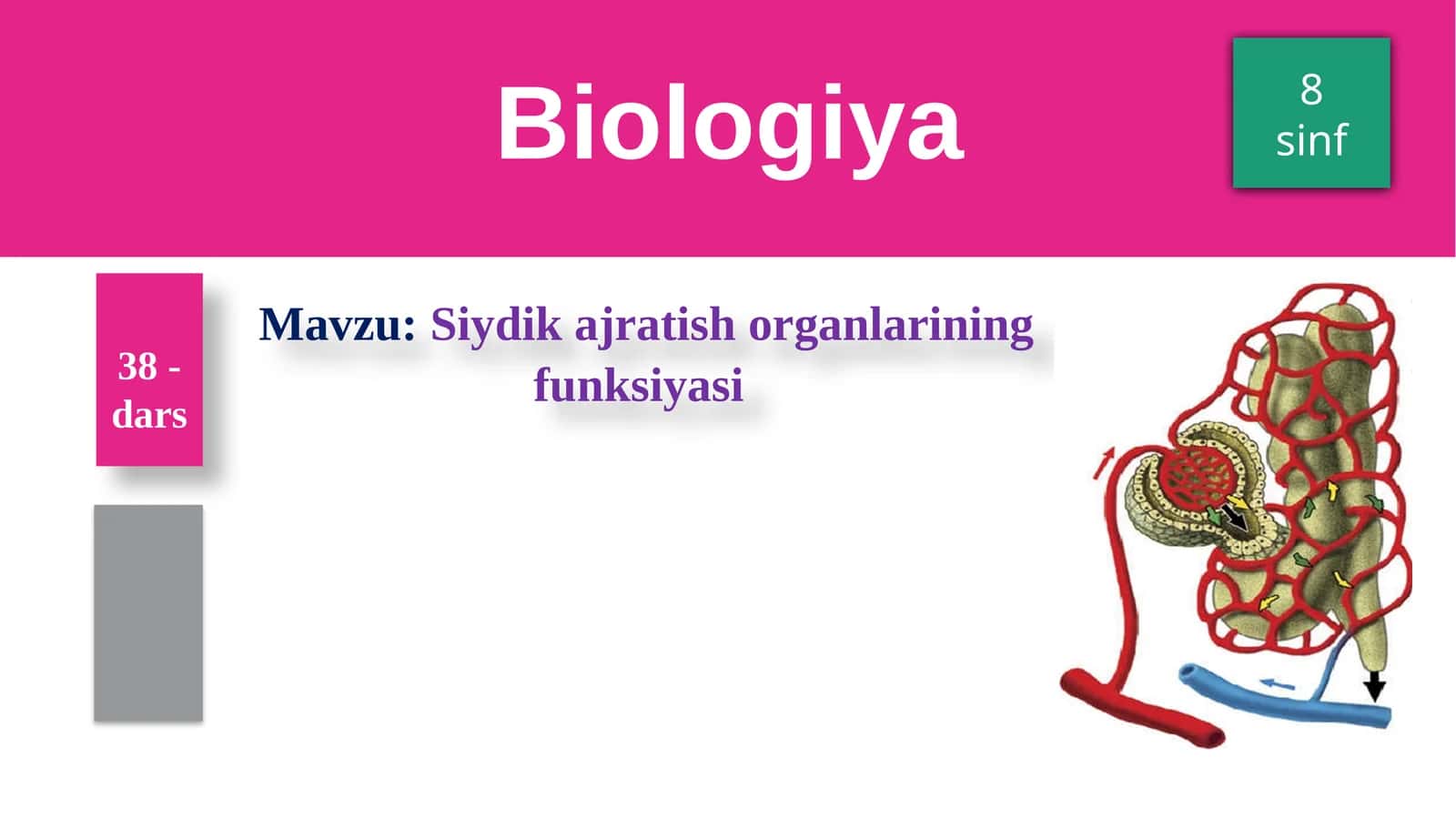 Siydikajratish organlarining funksiyasi