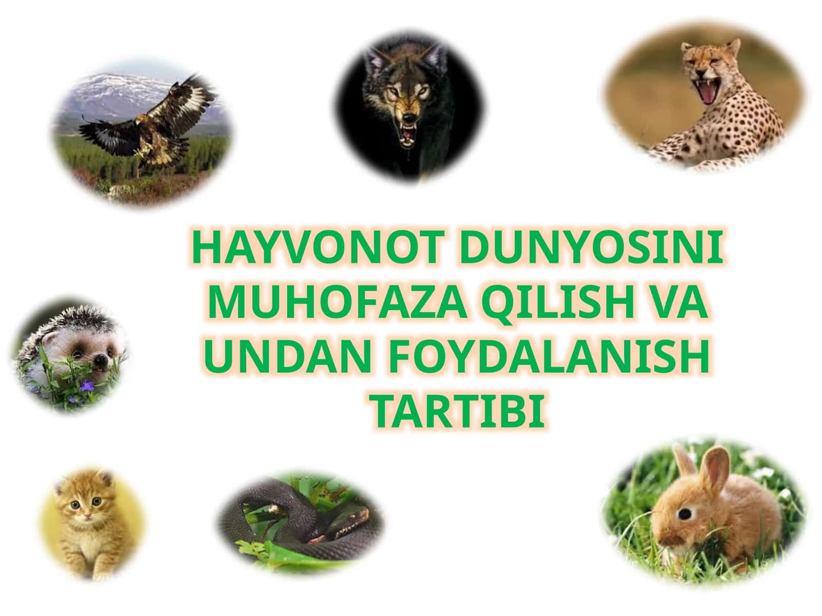 HAYVONOT DUNYOSINI MUHOFAZA QILISH VA UNDAN FOYDALANISHtartibi