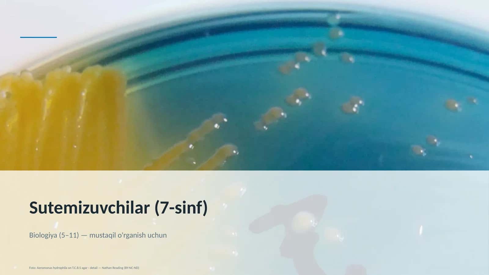 Sutemizuvchilar (7-sinf)