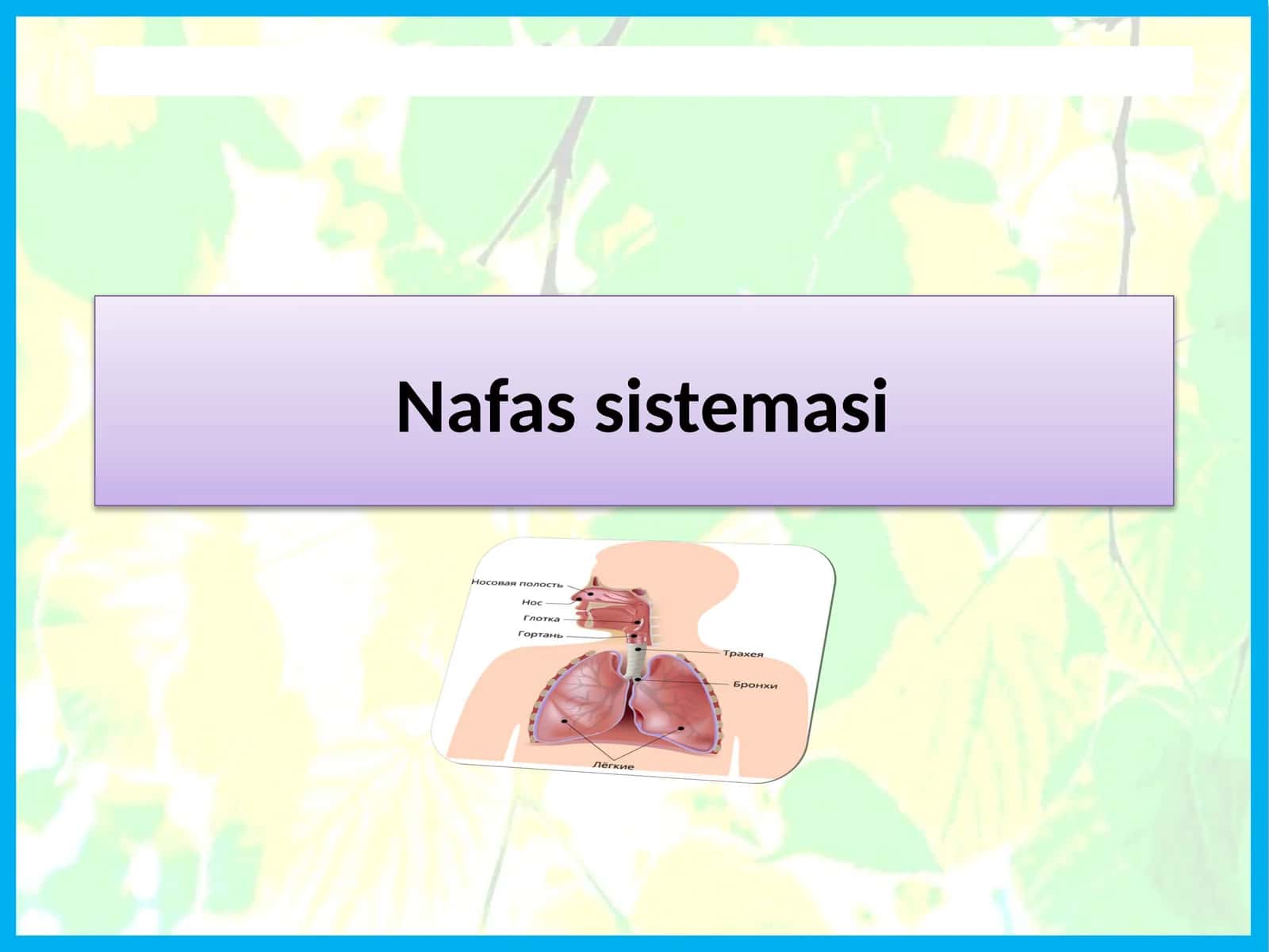 Nafas sistemasi