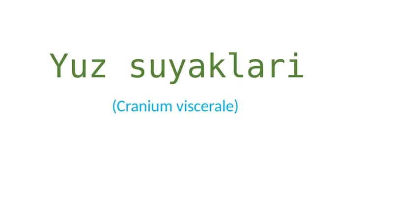 Yuz suyaklari (Cranium viscerale)