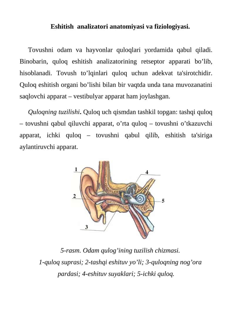 Eshitish analizatori anatomiyasi va fiziologiyasi
