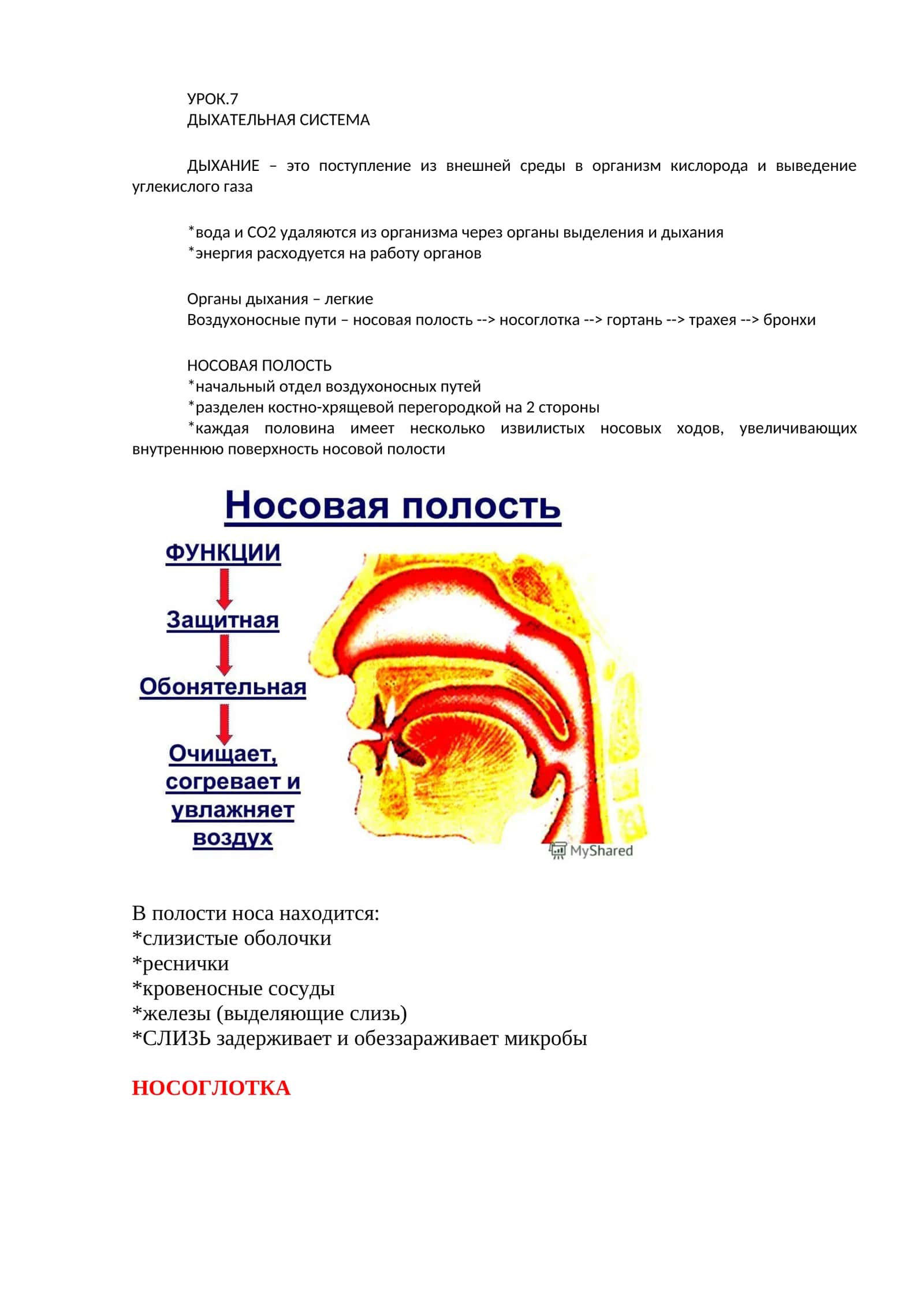 ДЫХАТЕЛЬНАЯ СИСТЕМА