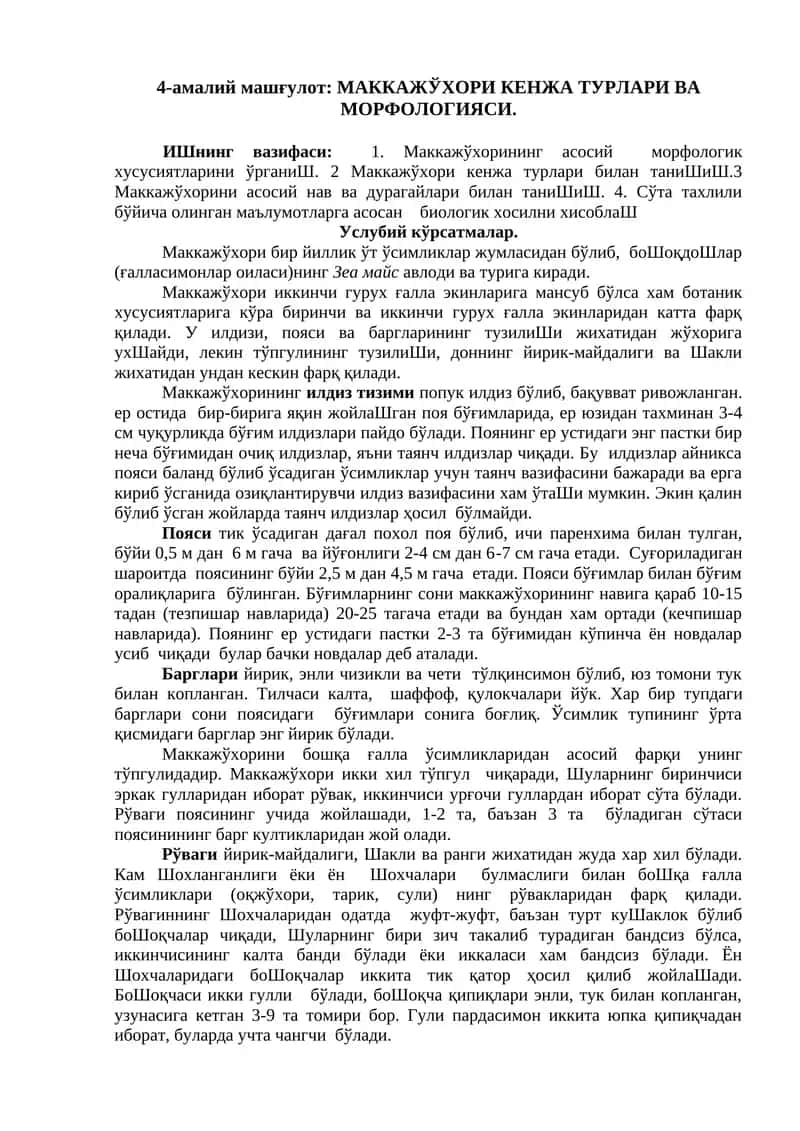 Маккажўхори кенжа турлари ва морфологияси