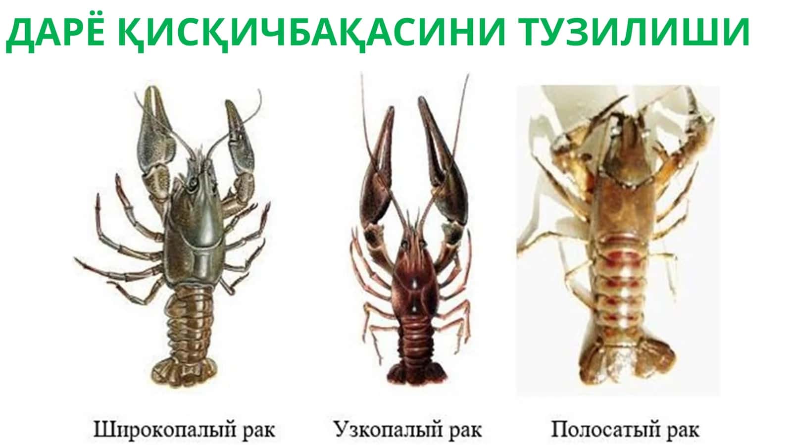 ДАРЁ ҚИСҚИЧБАҚАСИНИ ТУЗИЛИШИ