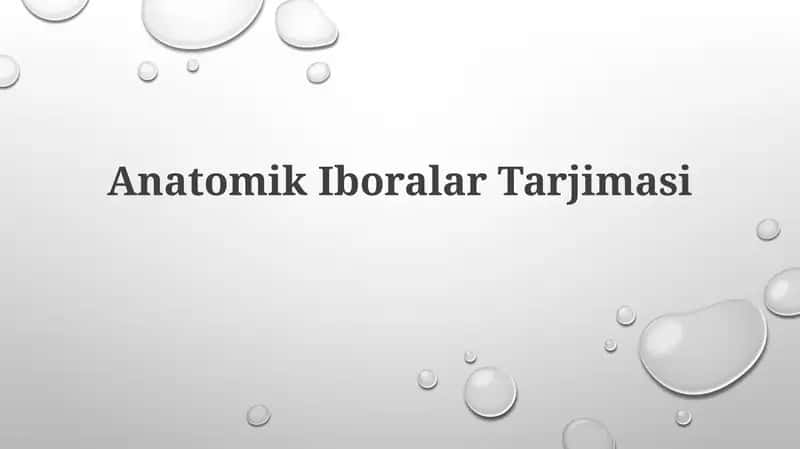 Anatomik Iboralar Tarjimasi