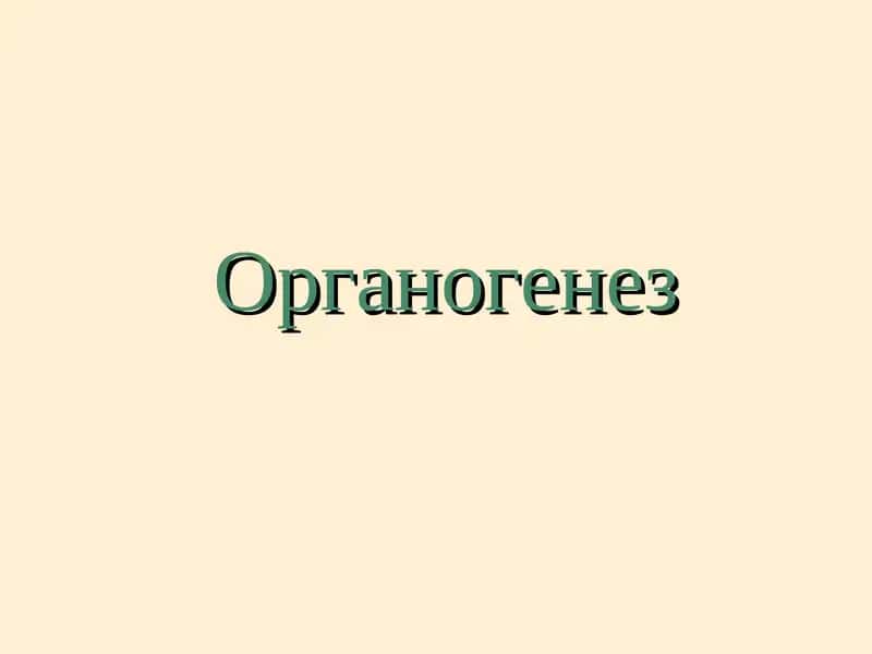 Органогенез
