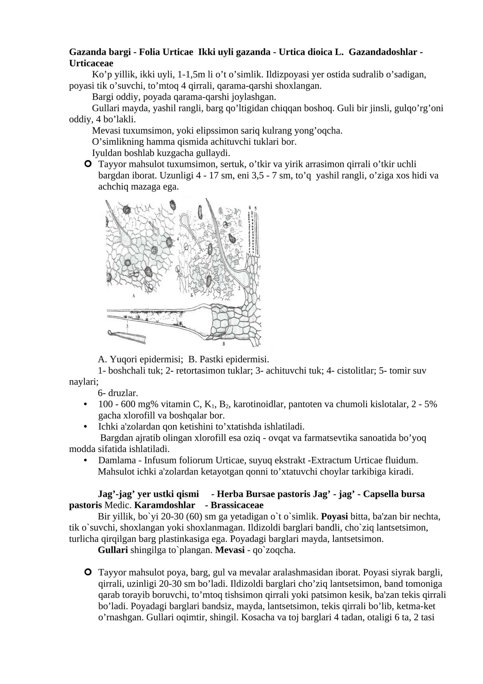 Gazanda bargi - Folia Urticae Ikki uyli gazanda