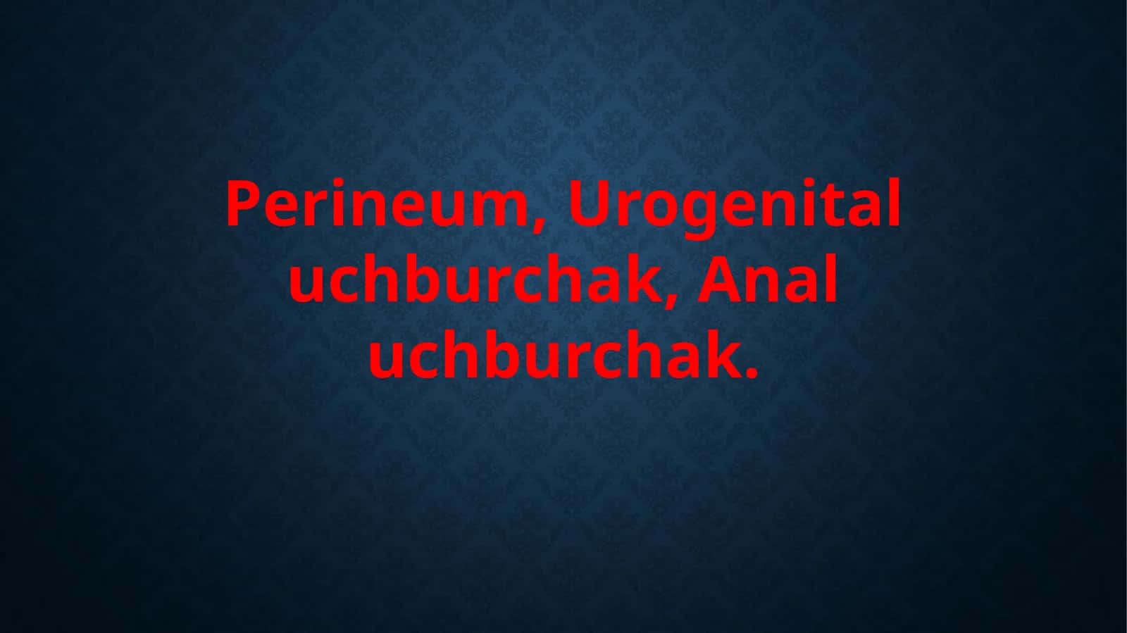 Perineum