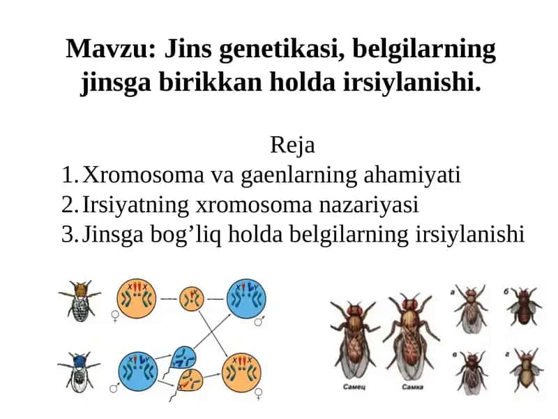 Jinsgenetikasi, belgilarning jinsgabirikkan holdairsiylanishi