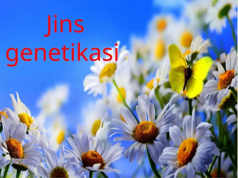 Jinsgenetikasi