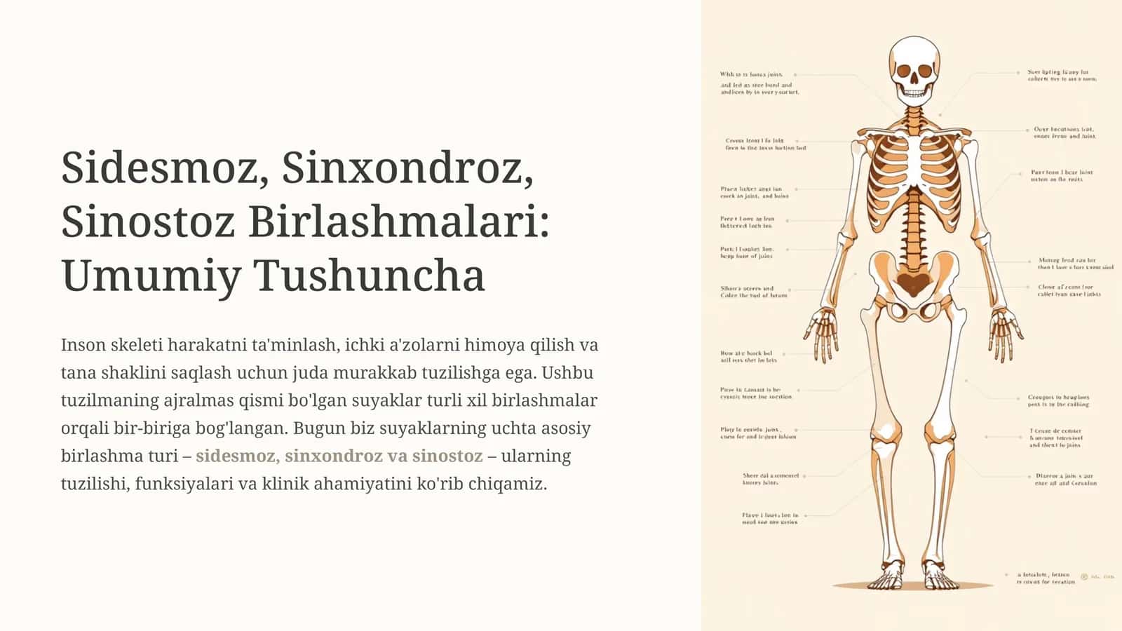 Sidesmoz, Sinxondroz, Sinostoz Birlashmalari: Umumiy Tushuncha