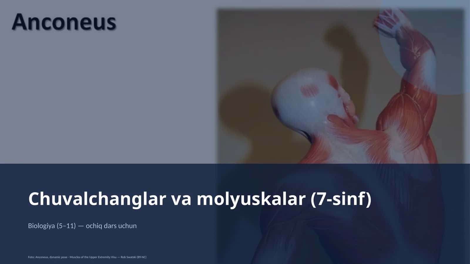 Chuvalchanglar va molyuskalar (7-sinf)