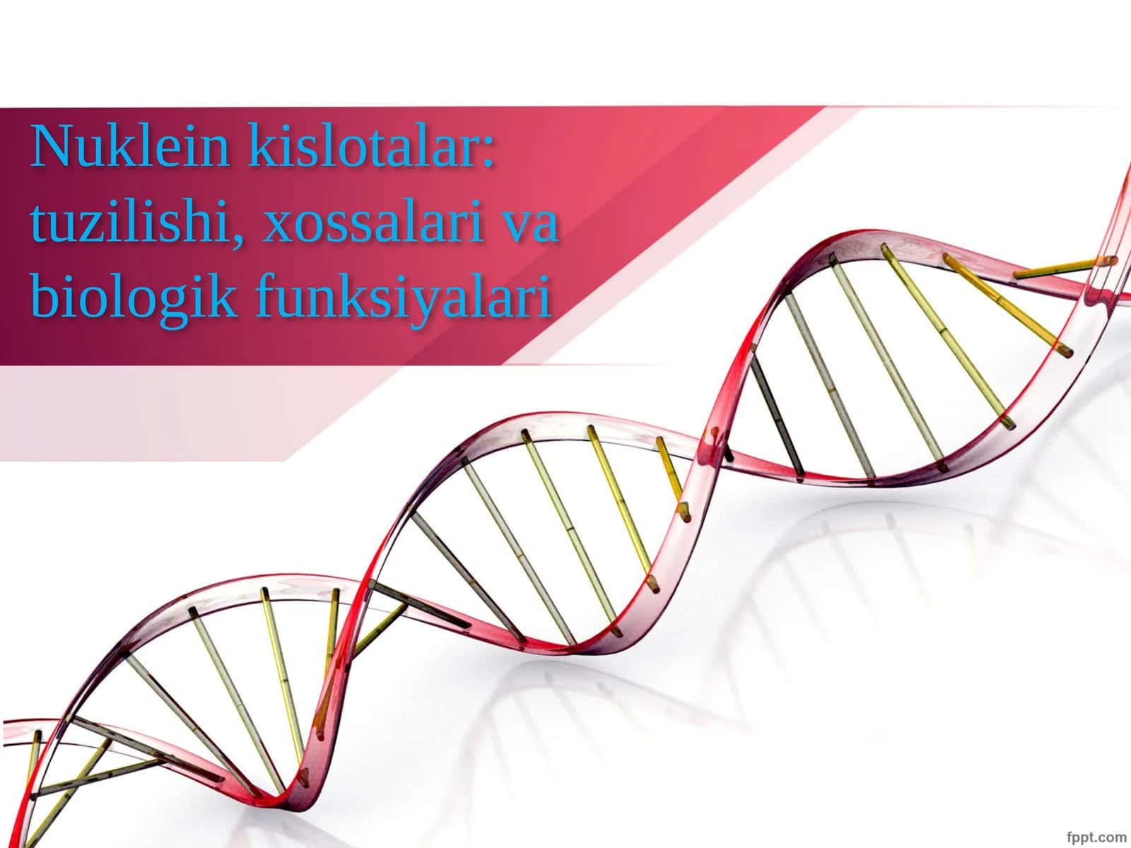 Nuklein kislotalar: tuzilishi, xossalari va biologik funksiyalari