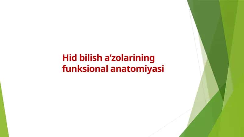 Hid bilish a’zolarining funksional anatomiyasi