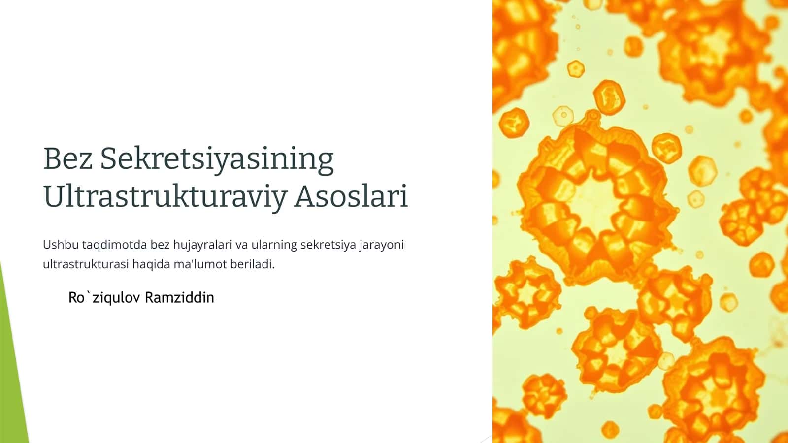 Bez Sekretsiyasining Ultrastrukturaviy Asoslari