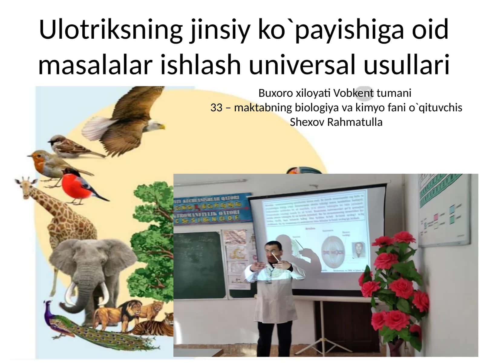 Ulotriksning jinsiy ko`payishiga oid masalalar ishlash universal usullari