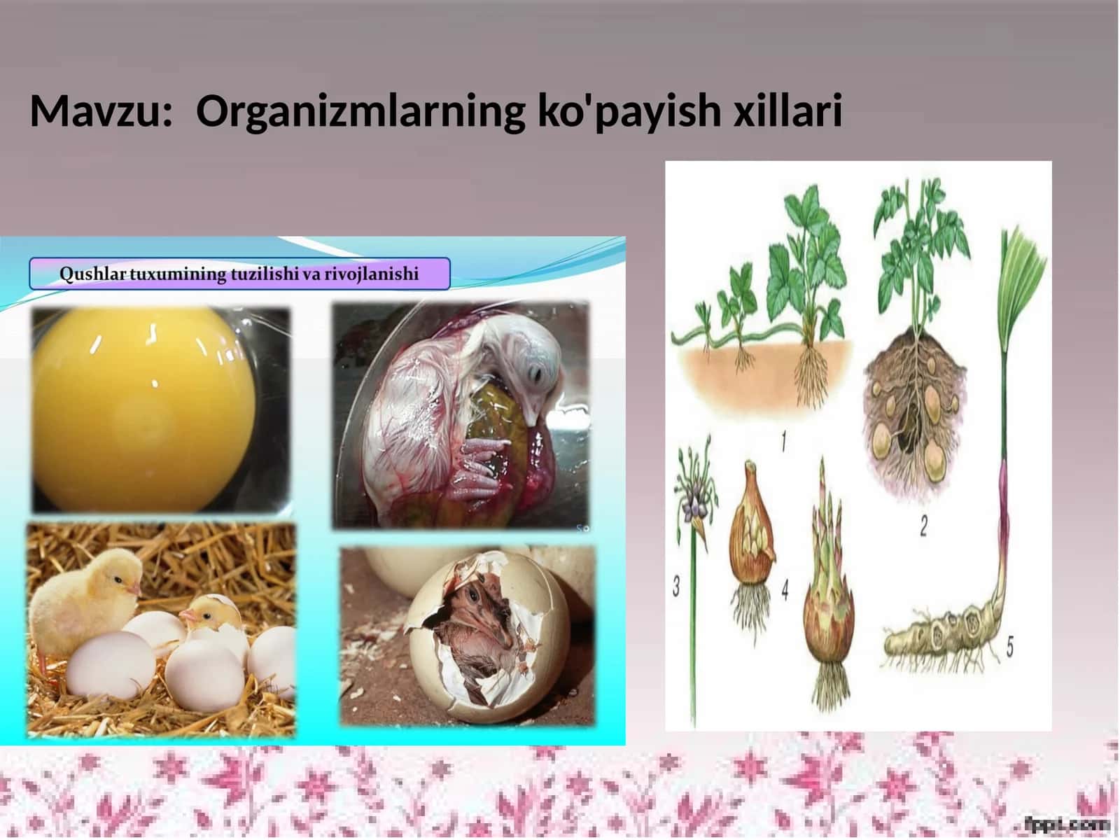 Organizmlarning ko'payish xillari