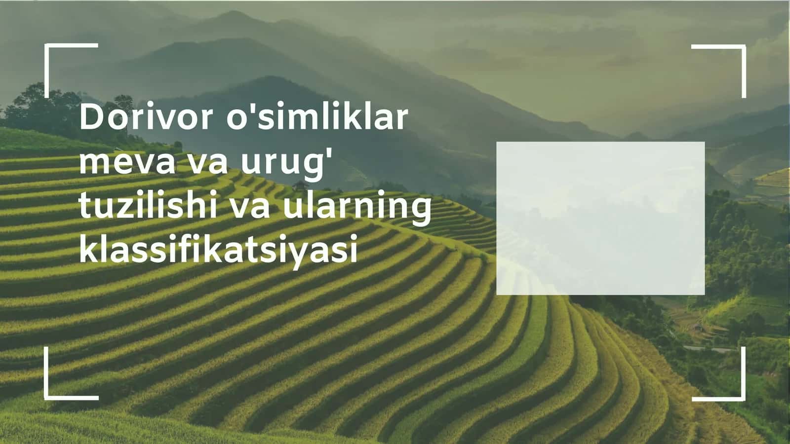Meva va urug' tuzilishining klassifikatsiyasi